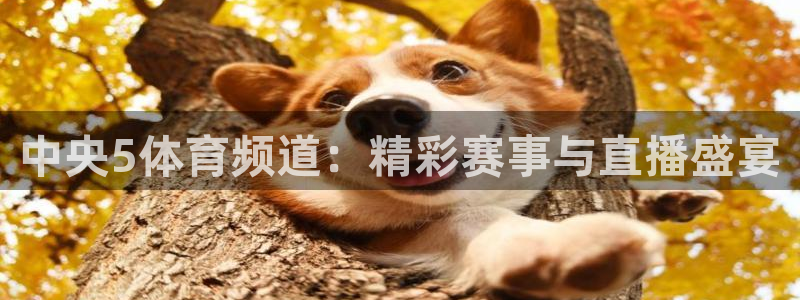 中央5体育频道：精彩赛事与直播盛宴