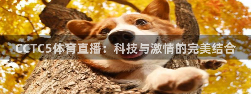 CCTC5体育直播：科技与激情的完美结合